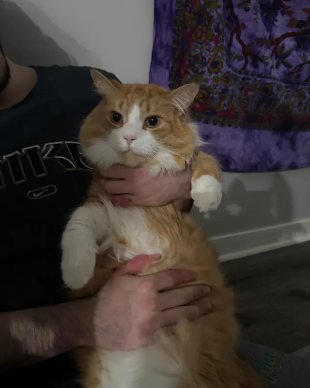 mel holding the cat