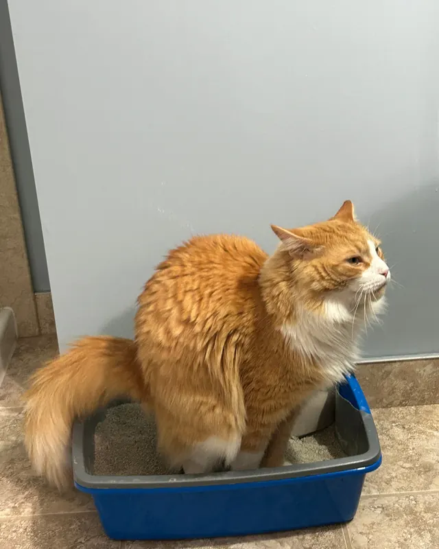 the cat in the litter box, unimpressed