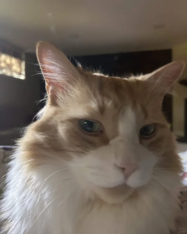 mel's cat, close up