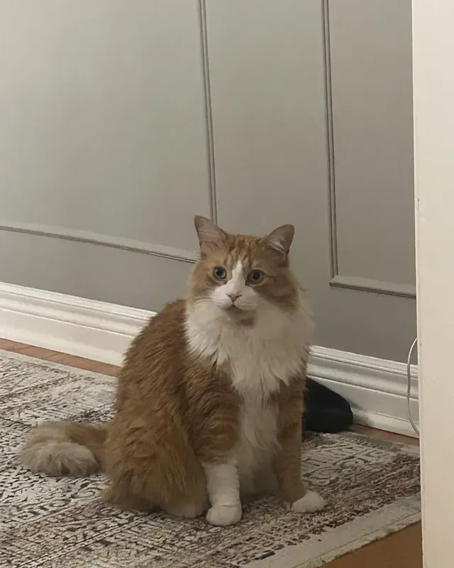 mel's cat