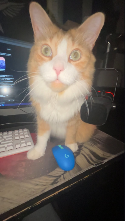 mel's orange and white cat standing on a desk beside a blue mouse